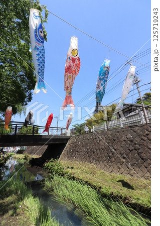 舞岡川の上を泳ぐ鯉のぼり 舞岡川の上を泳ぐ鯉のぼり 125719243