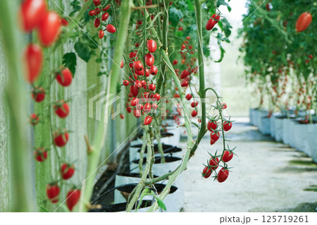 Selective focus on the bouquet of cherry tomatoes hanging from the branches in the greenhouse farm Selective focus on the bouquet of cherry tomatoes hanging from the branches in the greenhouse farm 125719261