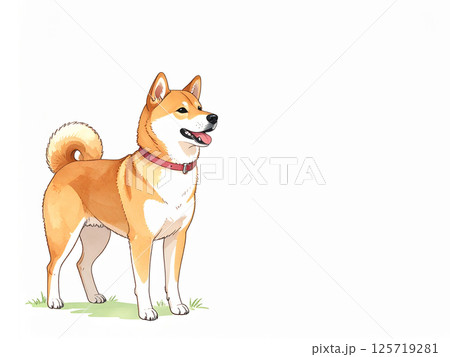 柴犬 125719281