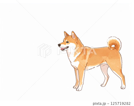 柴犬 125719282