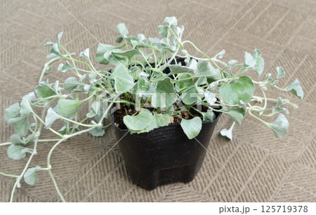 ダイコンドラ・シルバーフォールのポット苗　グランドカバー　ディコンドラ 125719378