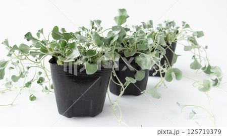 ダイコンドラ・シルバーフォールのポット苗　グランドカバー　ディコンドラ 125719379