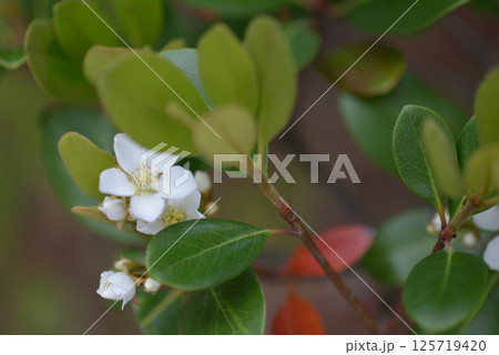 白い花 白い花 125719420