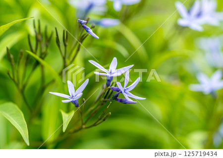 地上の星~チョウジソウの花~ 地上の星~チョウジソウの花~ 125719434