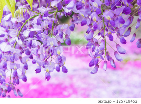 藤の花と芝桜の背景 125719452