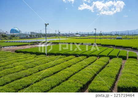 狭山茶の茶畑 125719464