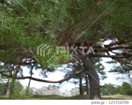 生き生きとした赤松 生き生きとした赤松 125720709