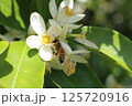 みつばち 125720916