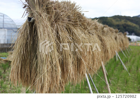 稲を干す様子 125720982