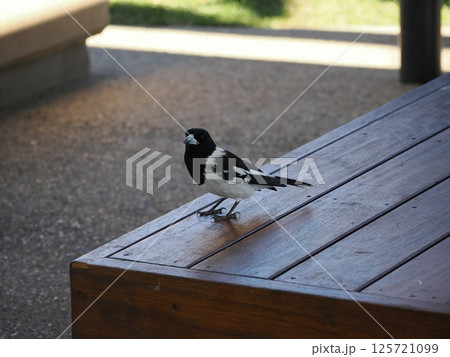 カーショーガーデンズのWater Playにあるベンチを歩くオーストラリアカササギ カーショーガーデンズのWater Playにあるベンチを歩くオーストラリアカササギ 125721099