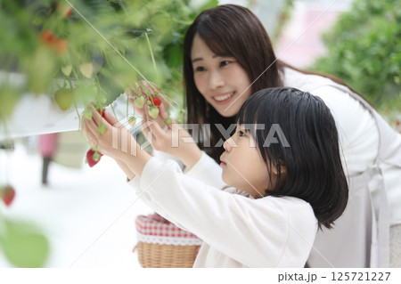 イチゴ狩りを楽しむ親子 125721227