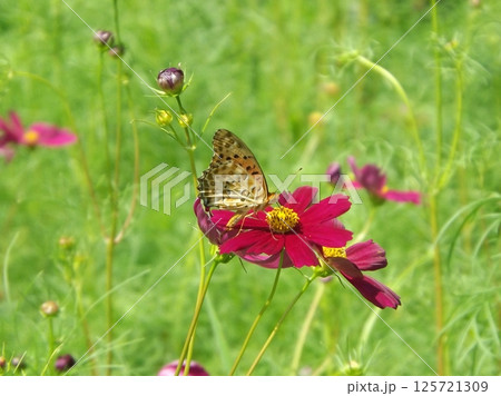 コスモスで吸蜜するオスのツマグロヒョウモン 125721309