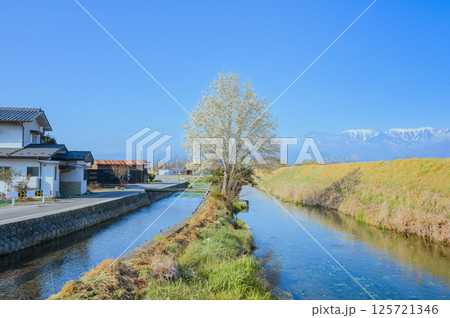 コブシと湧水川【安曇野市】 125721346