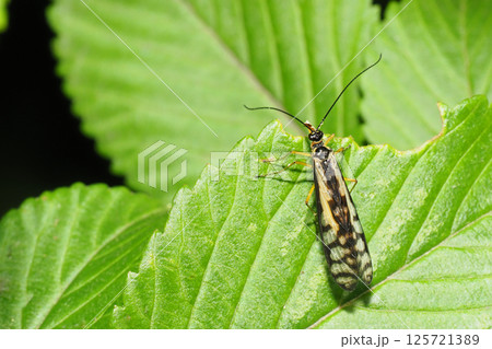 シリアゲムシの一種 シリアゲムシの一種 125721389