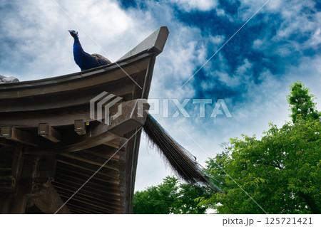 屋根の上で威厳ある佇まいの孔雀 屋根の上で威厳ある佇まいの孔雀 125721421