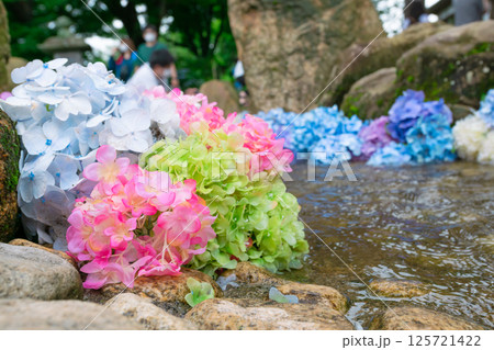 水面に鮮やかに咲いている紫陽花 水面に鮮やかに咲いている紫陽花 125721422