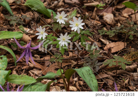 初春の白河の関のキクザキイチゲ、福島県白河市旗宿関ノ森 125721618