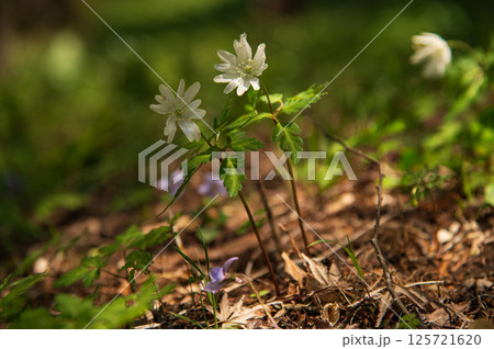 初春の白河の関のキクザキイチゲ、福島県白河市旗宿関ノ森 125721620