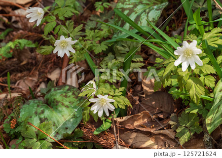 初春の白河の関のキクザキイチゲ、福島県白河市旗宿関ノ森 125721624