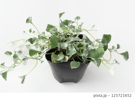 ダイコンドラ・シルバーフォールのポット苗　グランドカバー　ディコンドラ 125721652