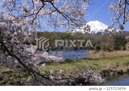 桜咲く 125721654