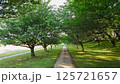 新緑の桜並木 125721657