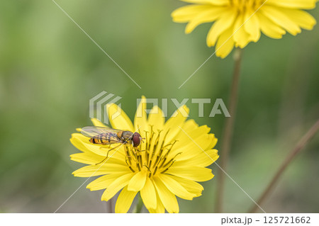 オニタビラコの花粉を食べるホソヒラタアブ オニタビラコの花粉を食べるホソヒラタアブ 125721662