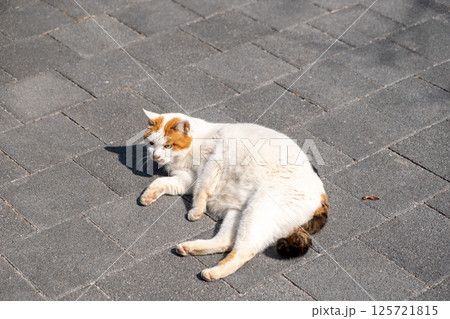 Chubby cat lying on the floor 125721815
