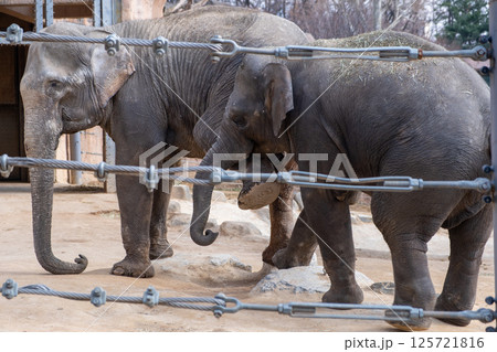 Two elephants standing behind a fence in a zoo in Seoul Children's Grand Park, South Korea 125721816