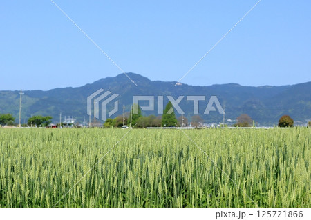 青空と麦畑の麦と比叡山 125721866