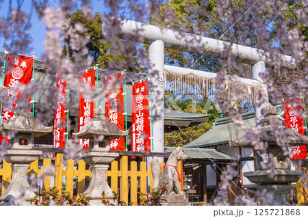 京都山科　花山稲荷神社　おゆき桜 125721868