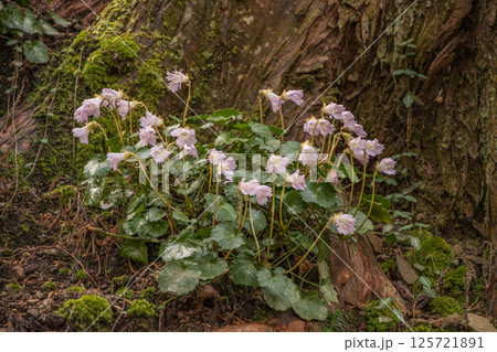 初春の那珂川町富山船戸地区のイワウチワの大群落、栃木県那珂川町富山舟戸地区 初春の那珂川町富山船戸地区のイワウチワの大群落、栃木県那珂川町富山舟戸地区 125721891
