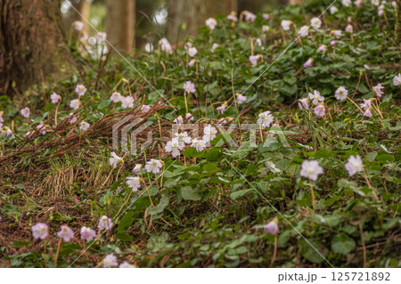 初春の那珂川町富山船戸地区のイワウチワの大群落、栃木県那珂川町富山舟戸地区 125721892