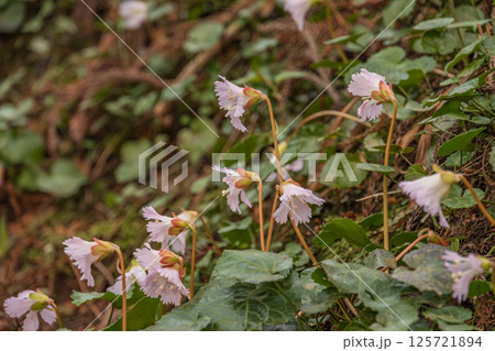 初春の那珂川町富山船戸地区のイワウチワの大群落、栃木県那珂川町富山舟戸地区 初春の那珂川町富山船戸地区のイワウチワの大群落、栃木県那珂川町富山舟戸地区 125721894