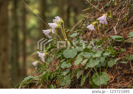 初春の那珂川町富山船戸地区のイワウチワの大群落、栃木県那珂川町富山舟戸地区 初春の那珂川町富山船戸地区のイワウチワの大群落、栃木県那珂川町富山舟戸地区 125721895