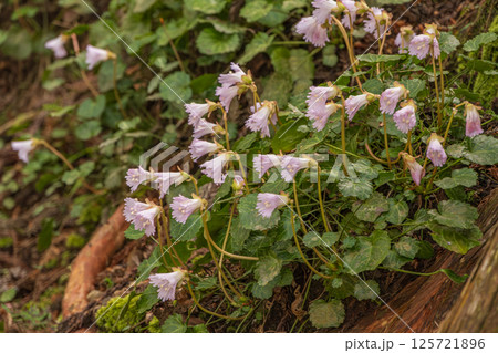 初春の那珂川町富山船戸地区のイワウチワの大群落、栃木県那珂川町富山舟戸地区 125721896