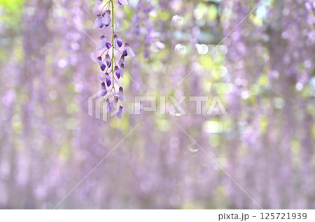 藤の花のクローズアップ（愛知県岡崎市・五万石ふじ） 125721939