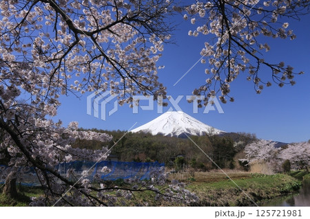 桜咲く 桜咲く 125721981