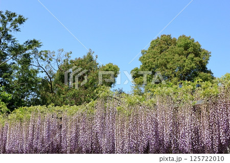 綺麗に垂れ下がる藤の花 125722010