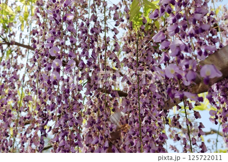 綺麗に垂れ下がる藤の花 綺麗に垂れ下がる藤の花 125722011