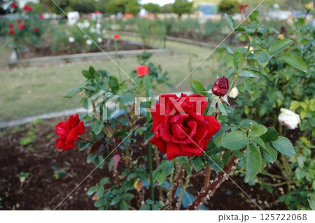 荒尾市 おもやい市民花壇 バラの花、 荒尾市 おもやい市民花壇 バラの花、 125722068