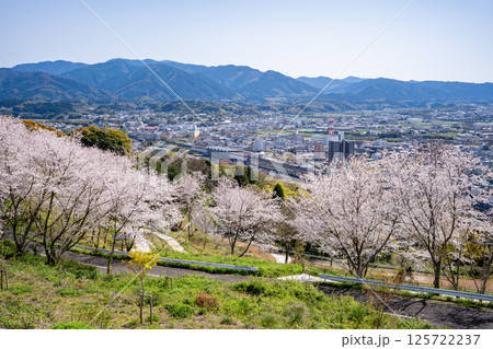 東光山公園の桜と出水市の街並み 125722237