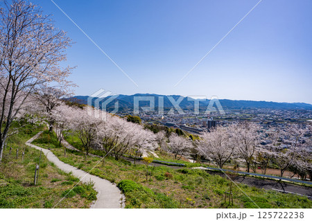 東光山公園の桜と出水市の街並み 125722238