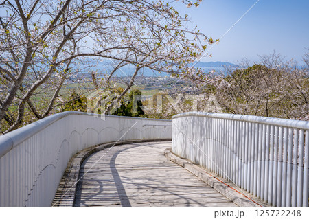 東光山公園の桜の風景（出水市） 125722248