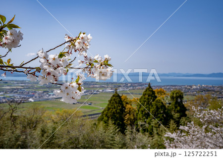 東光山公園の桜と出水市の街並み 125722251