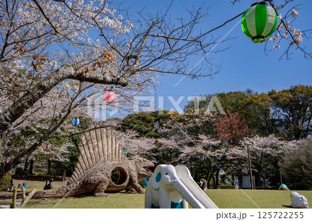 東光山公園の桜の風景（出水市） 125722255
