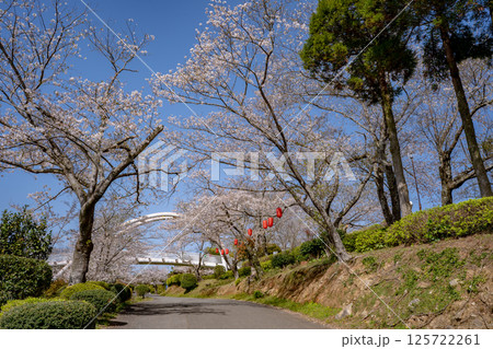 東光山公園の桜の風景（出水市） 125722261