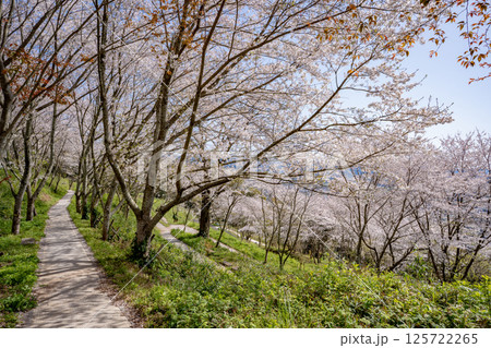 東光山公園の桜の風景（出水市） 125722265