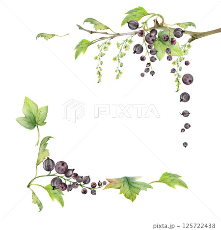 Currant gooseberry green leaves, long flower clusters, garden berry hanging on branches. Isolated square corner frame hand drawn in watercolor. Craft eco cosmetics, aroma candles, jam jar food labels 125722438