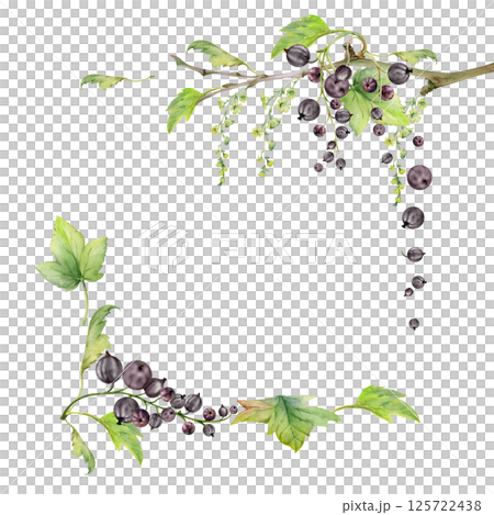 Currant gooseberry green leaves, long flower clusters, garden berry hanging on branches. Isolated square corner frame hand drawn in watercolor. Craft eco cosmetics, aroma candles, jam jar food labels 125722438